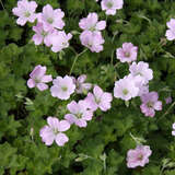 Geranium 'Dreamland' - Storchschnabel