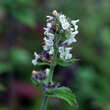 Nepeta cataria 'Citriodora': Bild 1/2