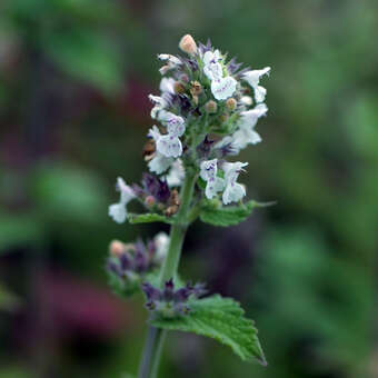 Nepeta cataria 'Citriodora'