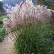 Miscanthus sinensis 'Adagio': Bild 2/2