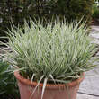 Phalaris arundinacea 'Feesey': Bild 4/4