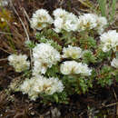 Paronychia kapela serpyllifolia - Mauermiere