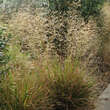 Deschampsia caespitosa 'Waldschratt': Bild 3/3
