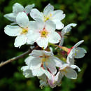 Prunus yedoensis - Tokyokirsche
