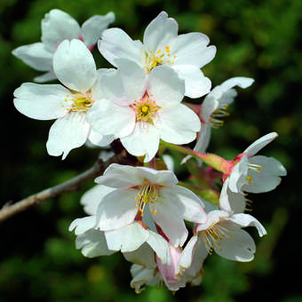 Prunus yedoensis