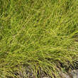 Carex montana: Bild 4/5