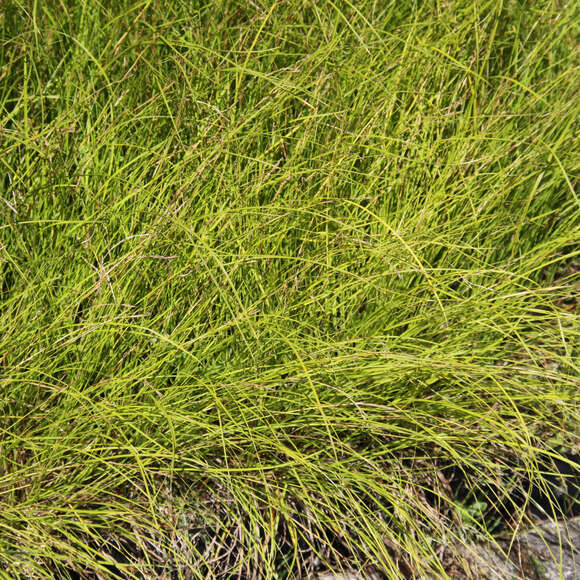 Carex montana: Bild 4/5 Carex montana: Bild 4/5