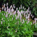 Persicaria bistorta 'Superbum' - Wiesenknöterich