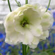 Delphinium cult. 'Double Innocence': Bild 1/1