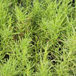 Santolina rosmarinifolia: Bild 4/4