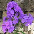 Phlox paniculata 'Amethyst': Bild 2/3