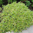 Origanum vulgare 'Country Cream': Bild 3/4