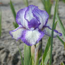 Iris pumila 'Petite Polka' - Zwerg-Schwertlilie