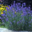 Lavandula angustifolia 'Munstead' - Lavendel