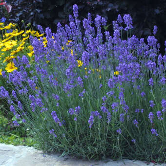 Lavandula angustifolia 'Munstead'