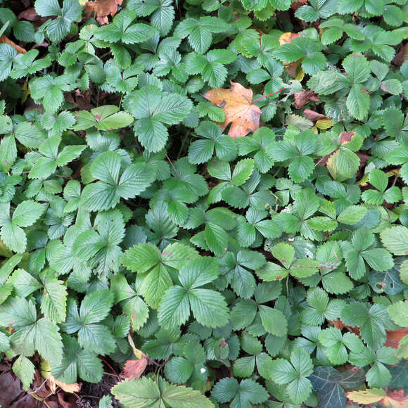 Fragaria vesca 'Königin Alexandra': Bild 4/4
