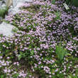 Thymus serphyllum 'Magic Carpet': Bild 3/3