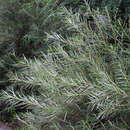 Salix rosmarinifolia - Rosmarinweide
