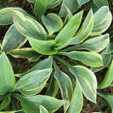 Hosta 'Aristocrat' - Funkie, Herzlilie