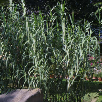 Arundo donax: Bild 4/4