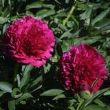 Paeonia officinalis 'Rubra Plena' - Bauernpfingstrose