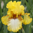 Iris germanica 'Panocha': Bild 1/2