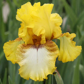 Iris germanica 'Panocha'