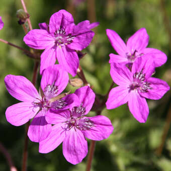 Erodium hybridum