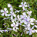 Phlox divaricata 'May Breeze' - Waldphlox