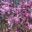Lychnis flos-cuculi: Bild 4/4