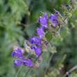 Salvia ringens: Bild 1/3