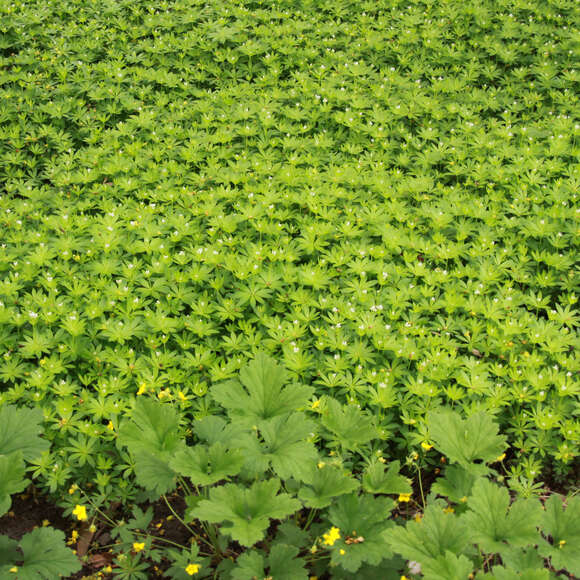 Galium odoratum: Bild 5/8 Galium odoratum: Bild 5/8