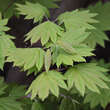 Acer japonicum 'Vitifolium': Bild 1/7