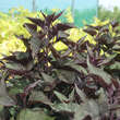Eupatorium rugosum 'Chocolate': Bild 2/3