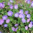 Geranium 'Rozanne': Bild 4/11