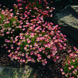 Saxifraga arendsii 'Pixie': Bild 3/3