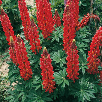 Lupinus polyphyllus 'Russel Rot'