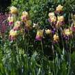 Iris germanica 'Tequila Sunrise': Bild 2/2