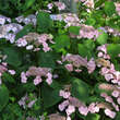 Hydrangea ser.'Imperatrice Eugenie': Bild 2/2