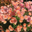 Chrysanthemum koreanum 'Salmon': Bild 5/5