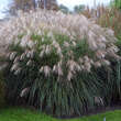 Miscanthus sin. 'Große Fontäne': Bild 1/2