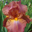 Iris germanica 'Chippendale': Bild 1/1