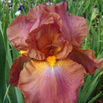 Iris germanica 'Chippendale'