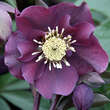 Helleborus or. 'Spring Love': Bild 1/2