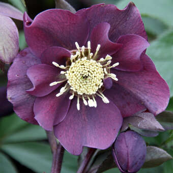 Helleborus or. 'Spring Love'