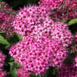 Spiraea japonica 'Neon Flash': Bild 1/3