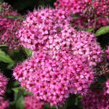 Spiraea japonica 'Neon Flash' - Japanspiere