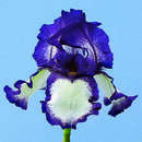 Iris germanica 'Stepping Out' - Hohe Schwertlilie, Iris