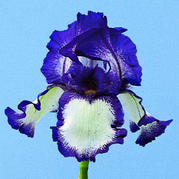 Iris germanica 'Stepping Out': Bild 1/1