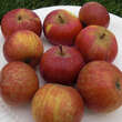 Malus dom. 'Cherry Cox': Bild 1/1